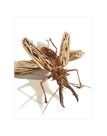 Beetle (Macrodontia Cervicornis)