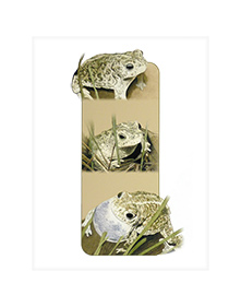 Natterjack Toad.