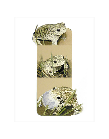 Natterjack Toad.