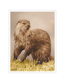 'Drying Off' (European Otter).