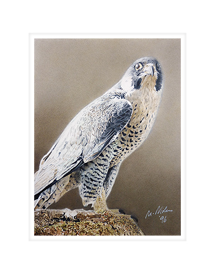 Peregrine Falcon.