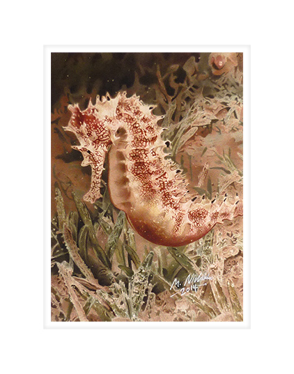 'Drifter' (Seahorse).