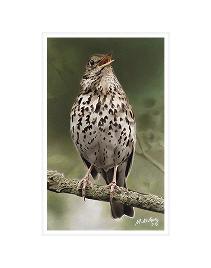 Song Thrush.