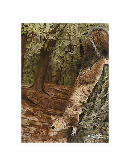 Grey Squirrel.
