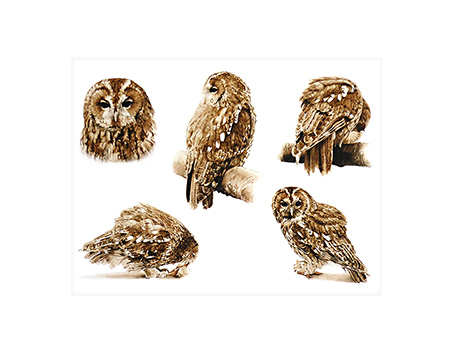 Tawny Owl.