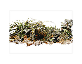 'Foraging' (Woodland Floor).
